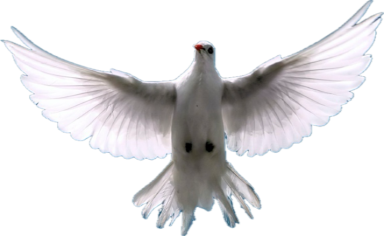 Taube als Symbol des hl. Geistes